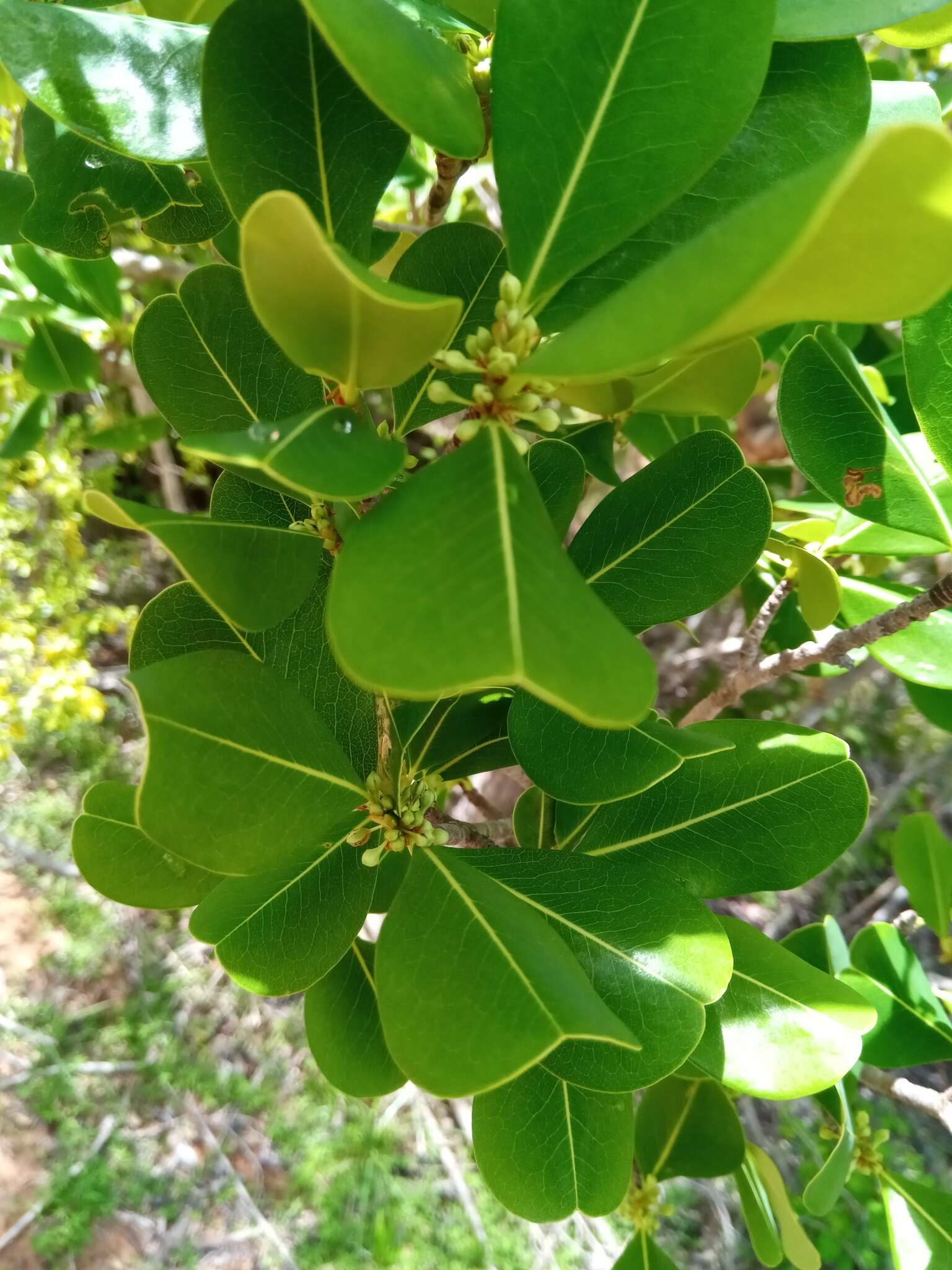 Imagem de Erythroxylum platyclados Boj.