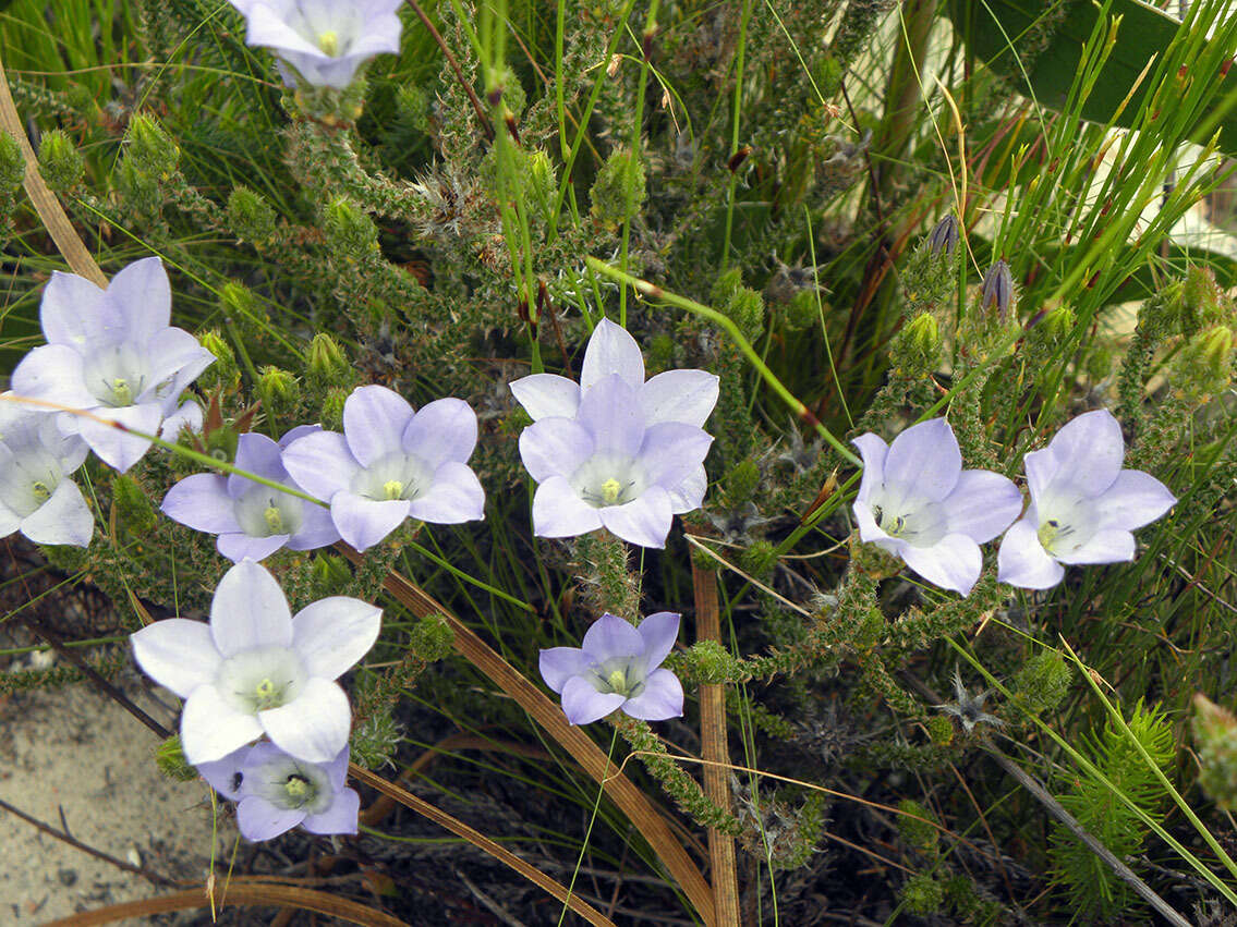 Image of Roella prostrata E. Mey. ex A. DC.