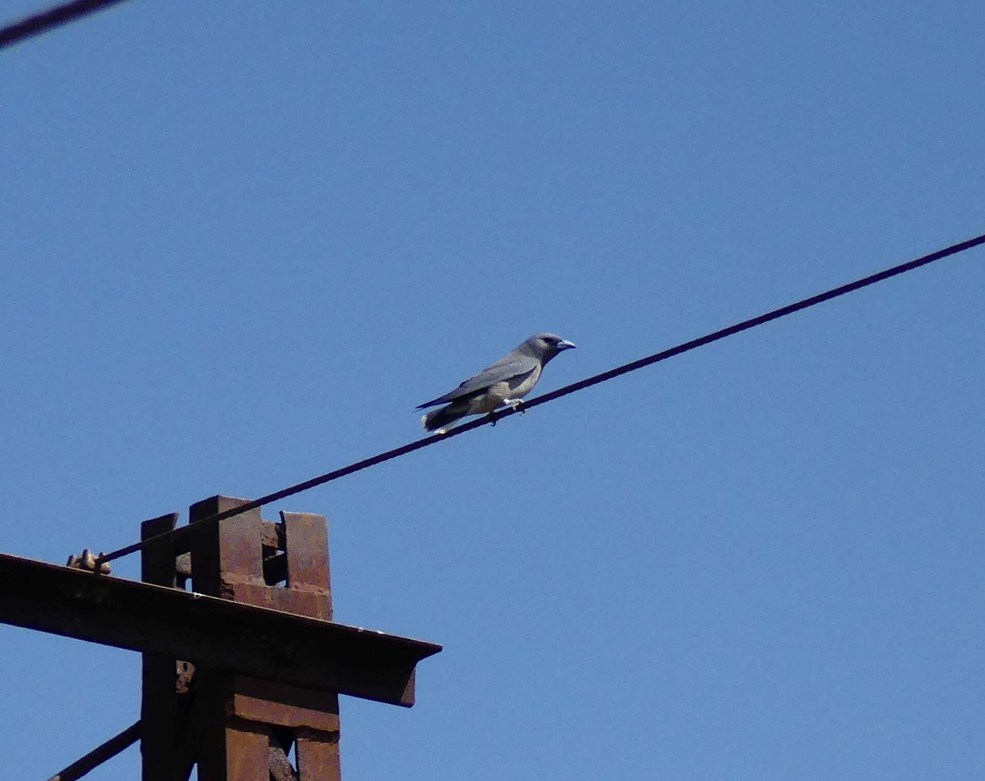 Image of Ashy Wood Swallow