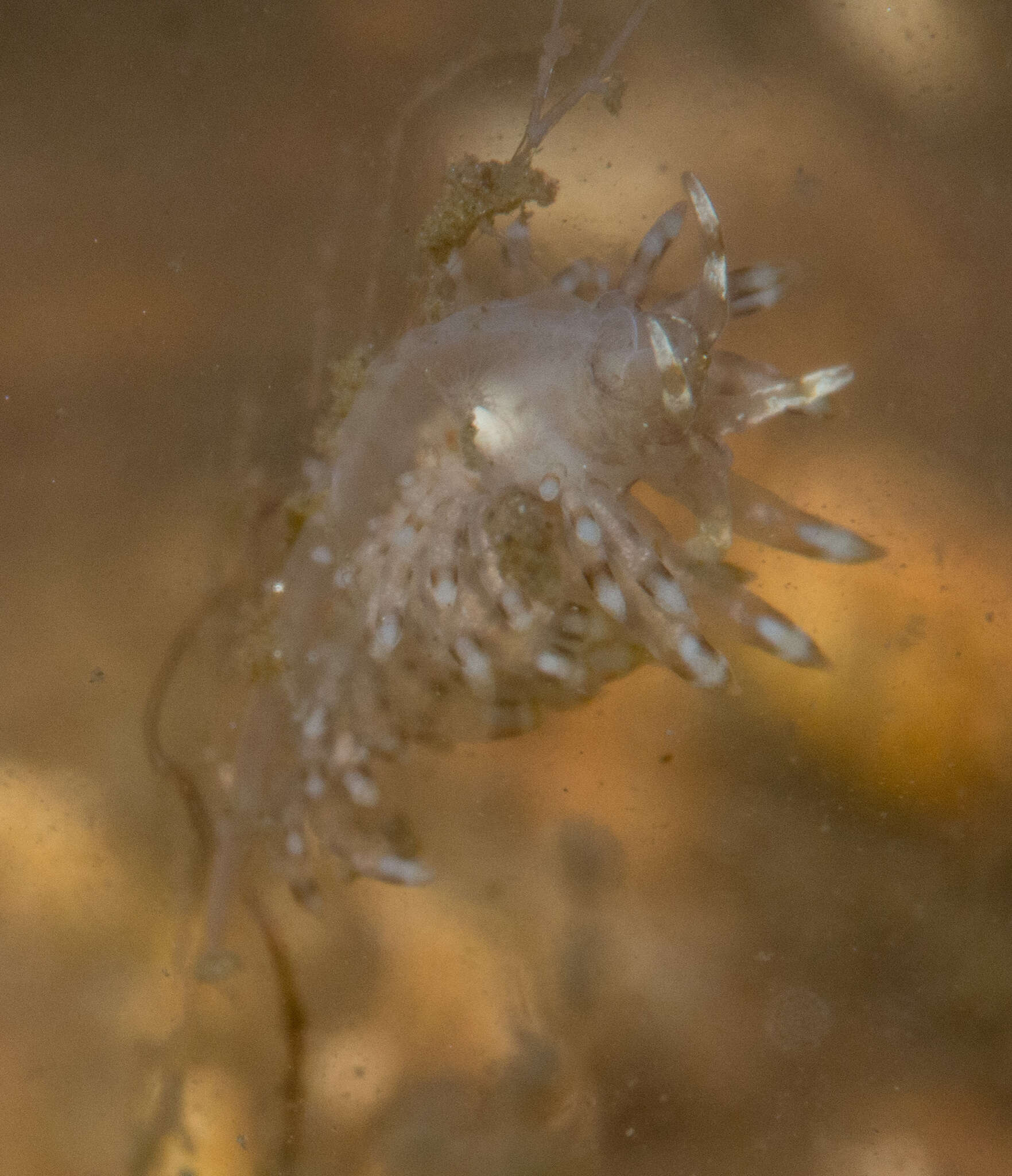 Image of Eubranchus vittatus (Alder & Hancock 1842)