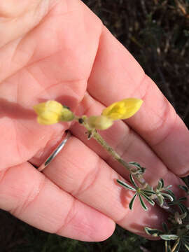 Image of yellow bush lupine