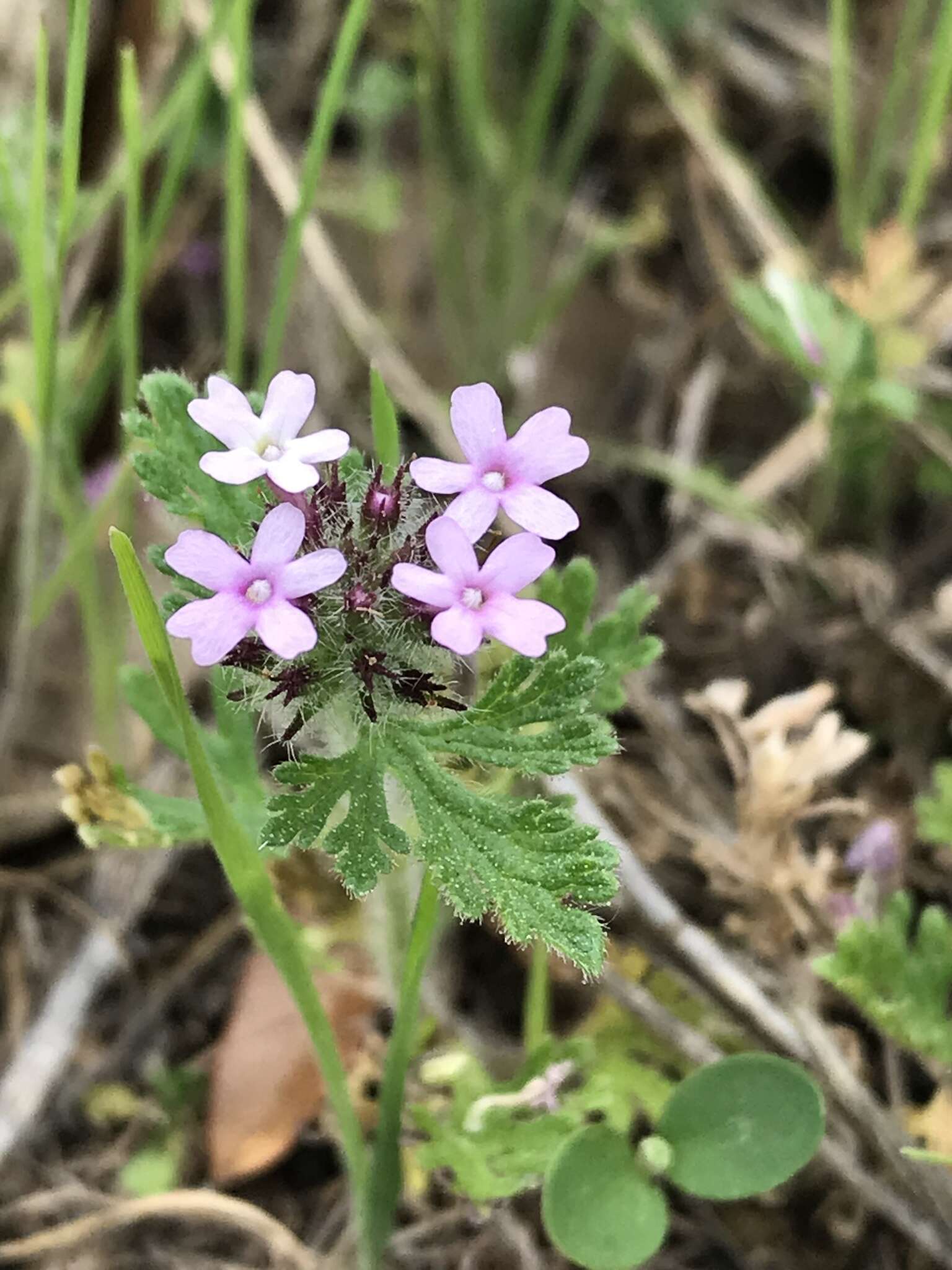 Image of pink mock vervain