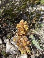 Image of Orobanche alba subsp. alba