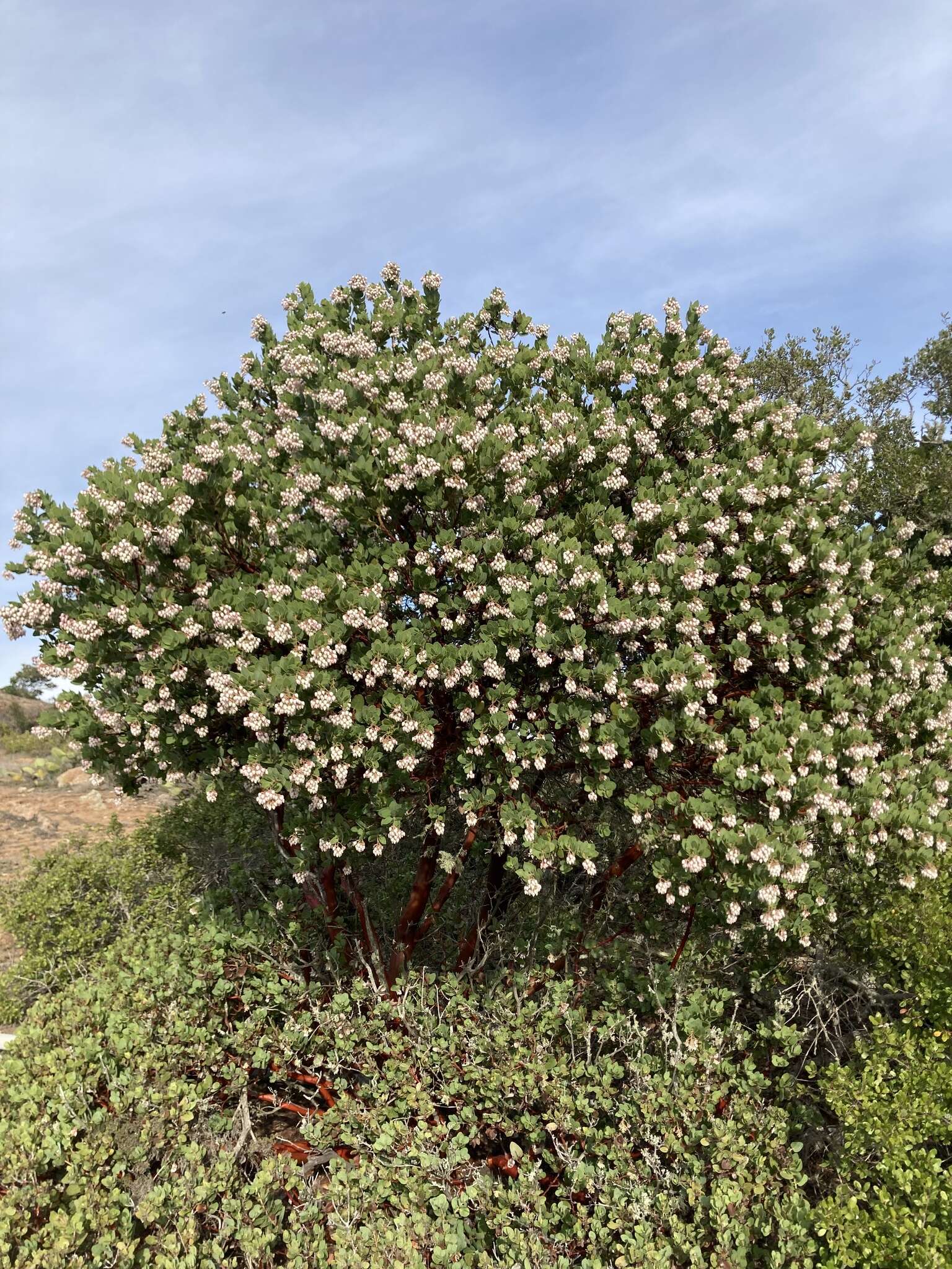 Image of Santa Catalina Island manzanita