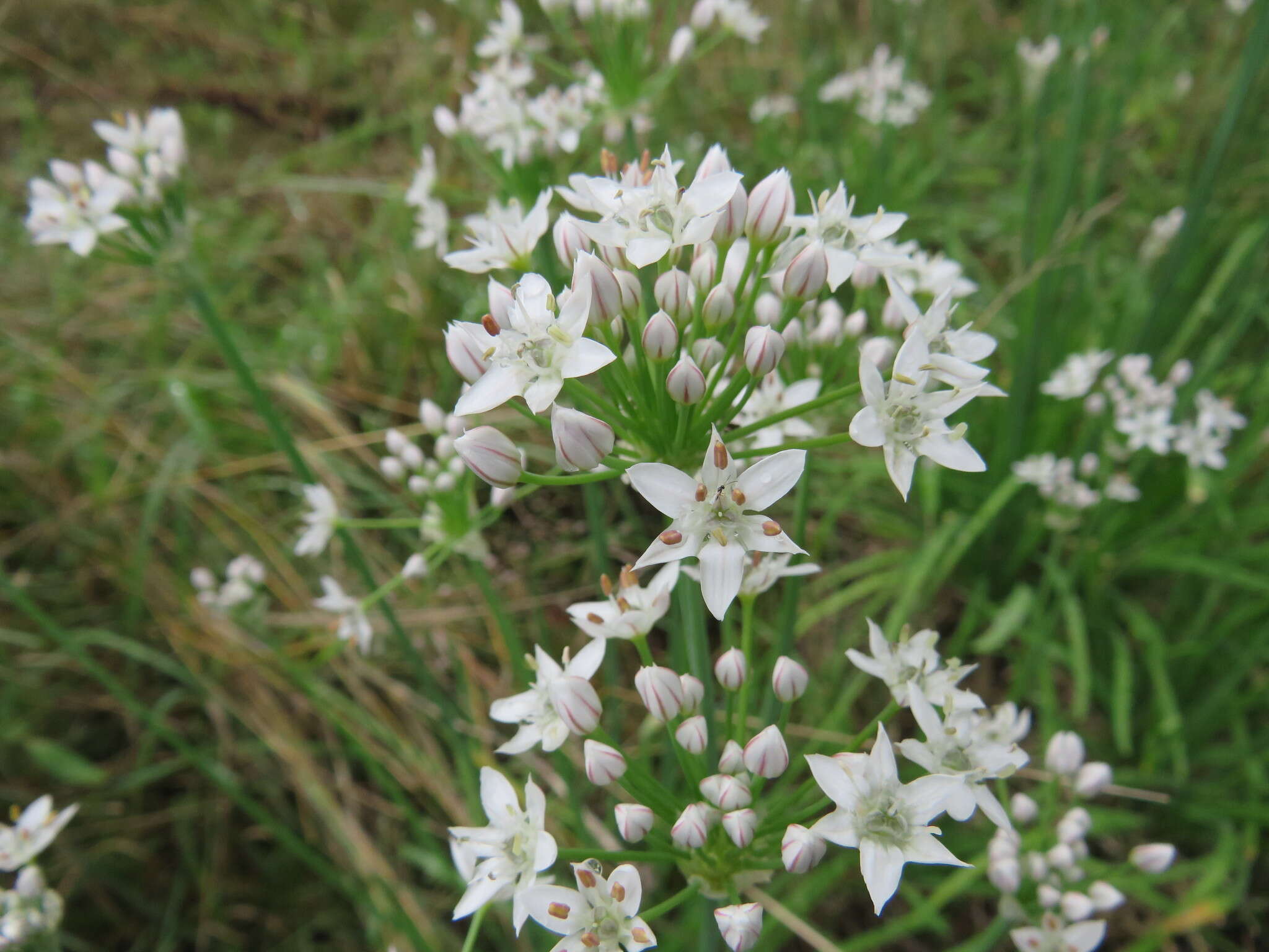 Image of Chinese chives