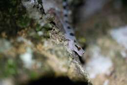 Image of Banded Leaf-toed Gecko