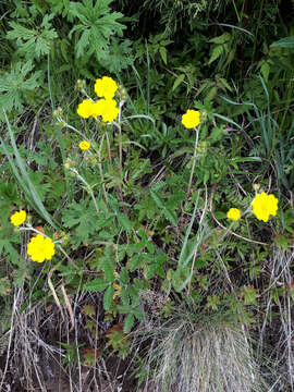 Imagem de Potentilla nervosa Juz.