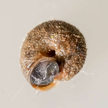 Image of Hairy Snail