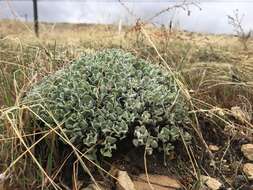 Image of Steamboat buckwheat