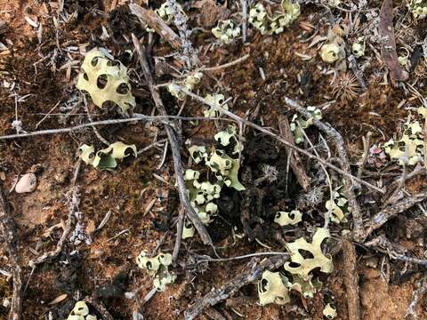 Imagem de Xanthoparmelia semiviridis (F. Muell. ex Nyl.) O. Blanco, A. Crespo, Elix, D. Hawksw. & Lumbsch