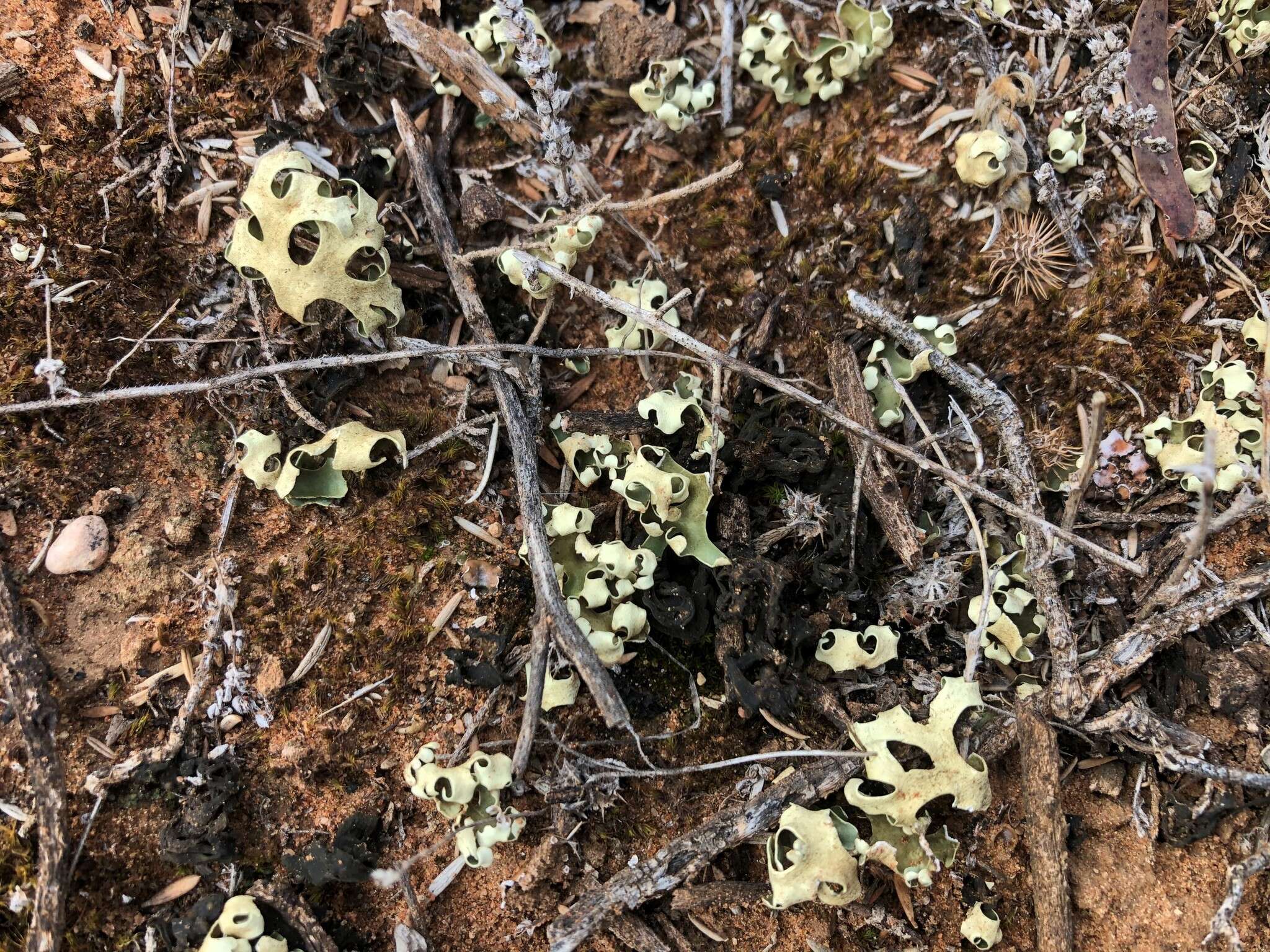 Image of Resurrection lichen