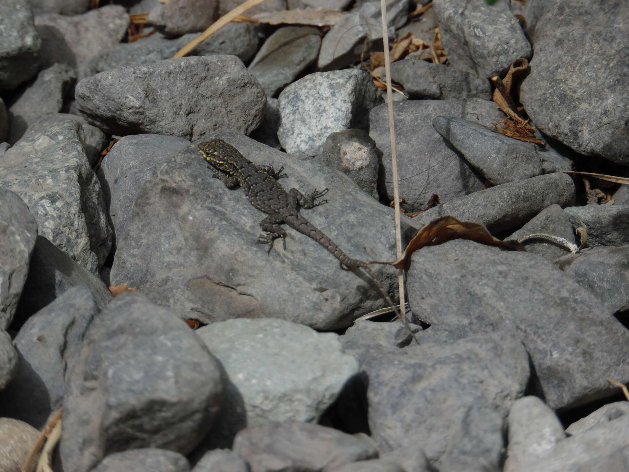 Image of Thin Tree Iguana