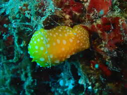 Image of white-spotted yellow nudibranch