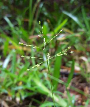 Plancia ëd Brachiaria umbellata (Trin.) Clayton