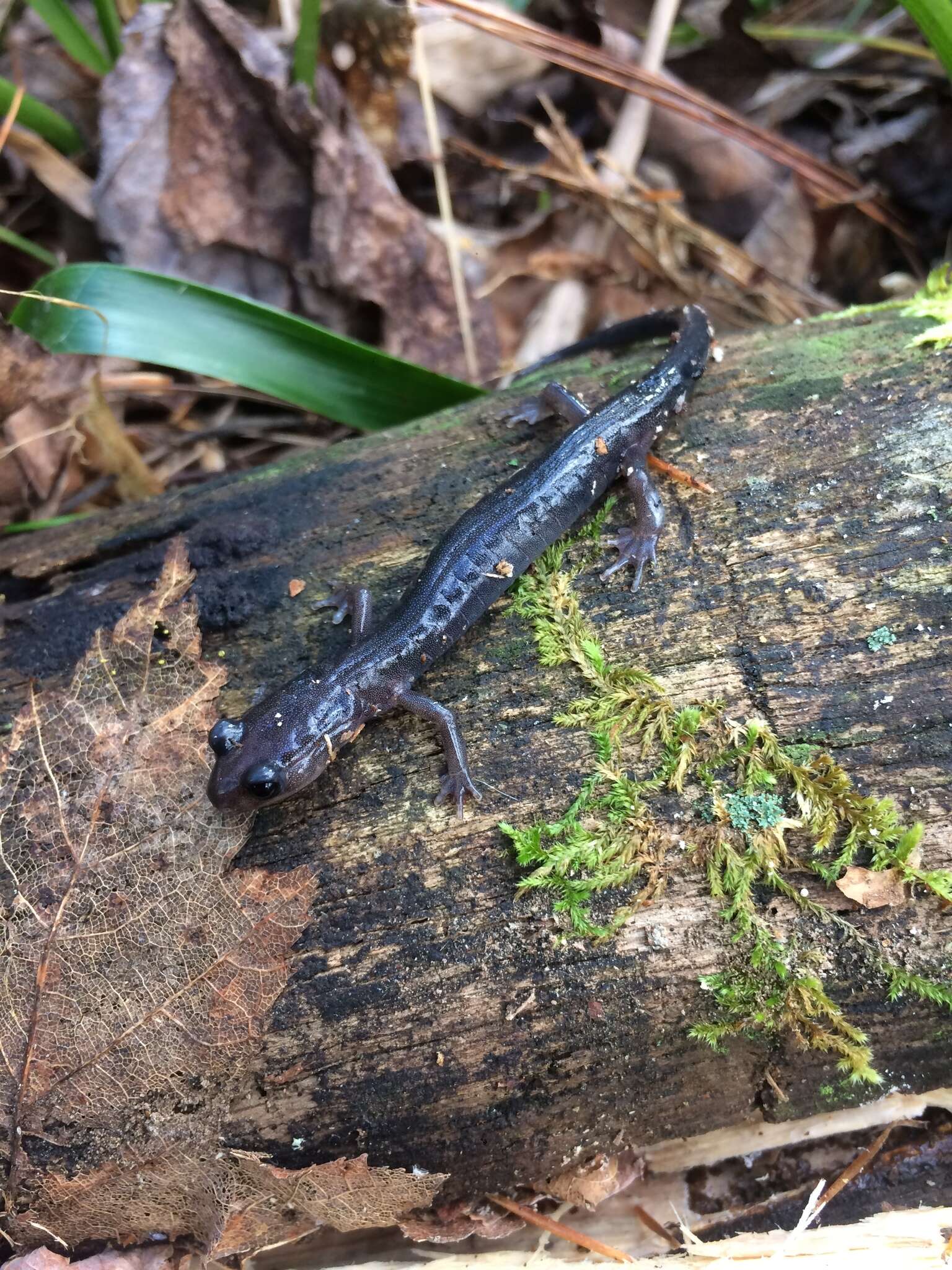 Image of Northern Gray-cheeked Salamander