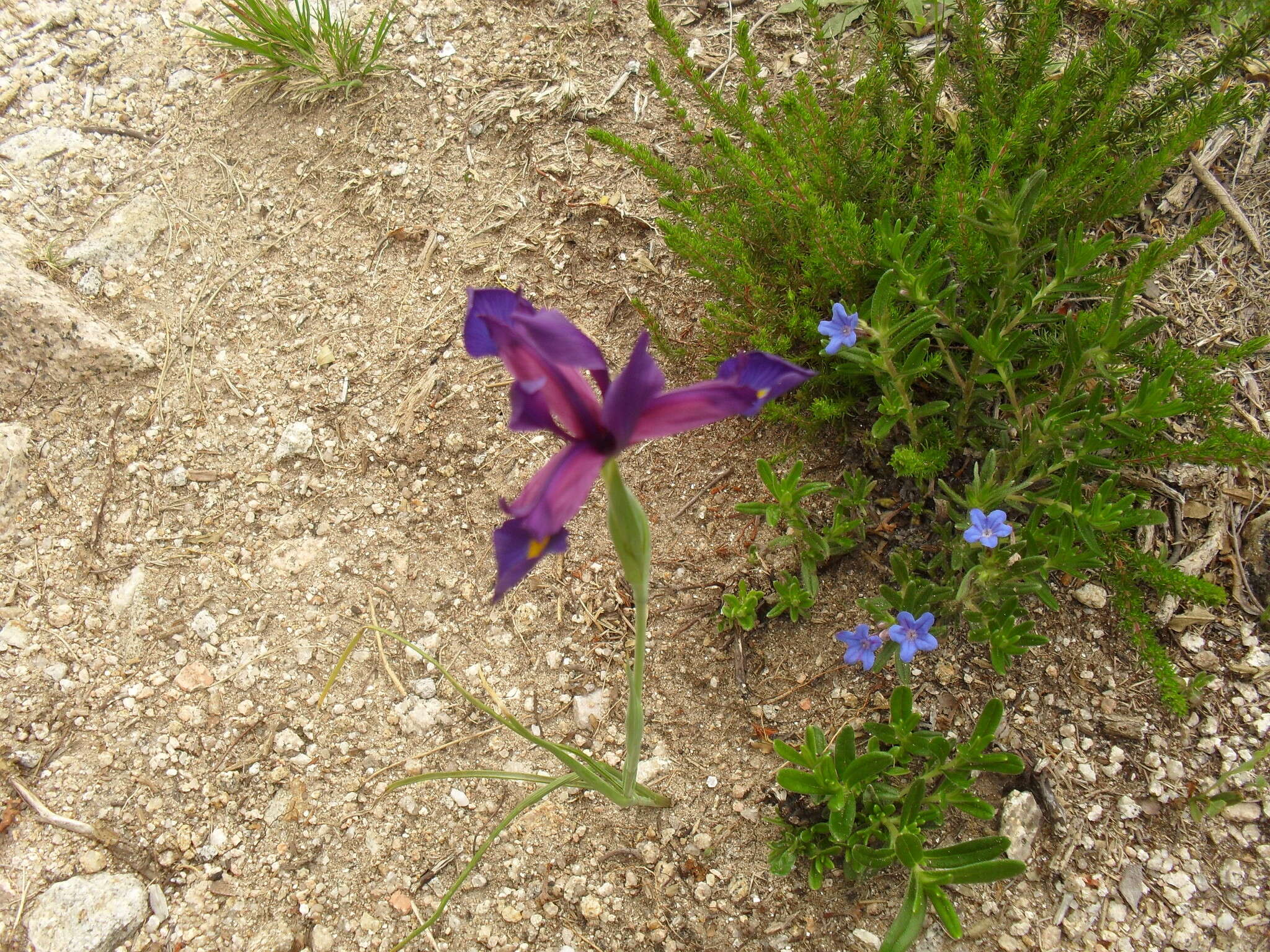 Image of Iris boissieri Henriq.