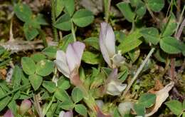 Image of oneflower clover