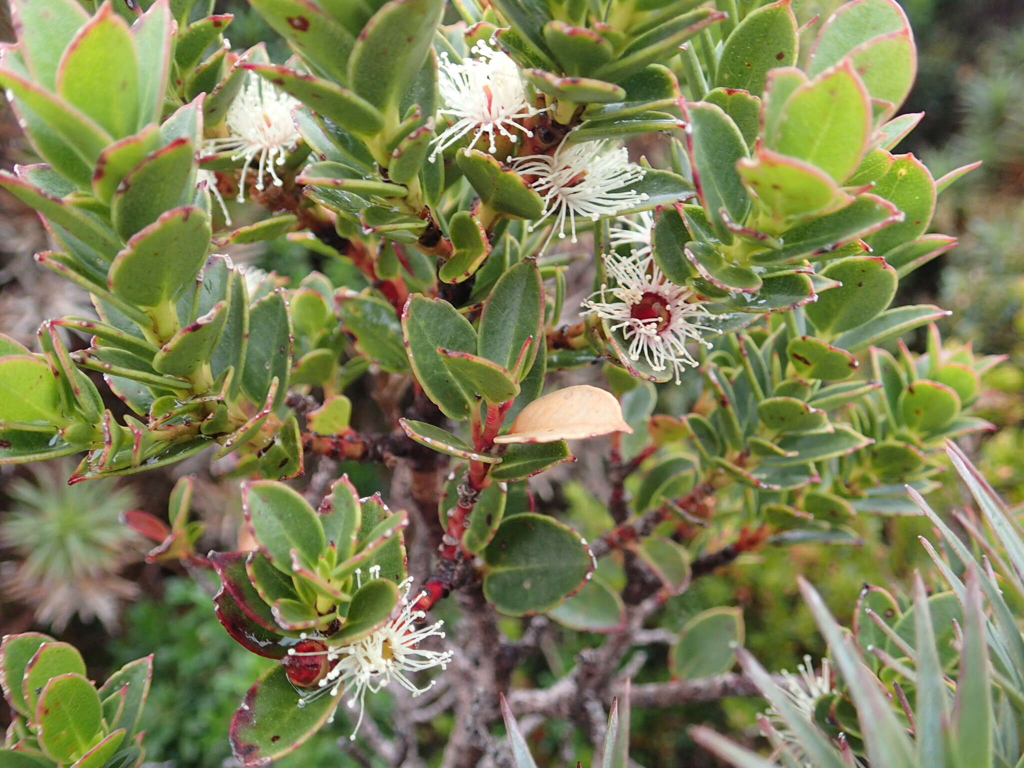 Image of Eucalyptus vernicosa Hook. fil.