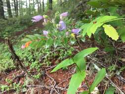 Image of Rattan's beardtongue