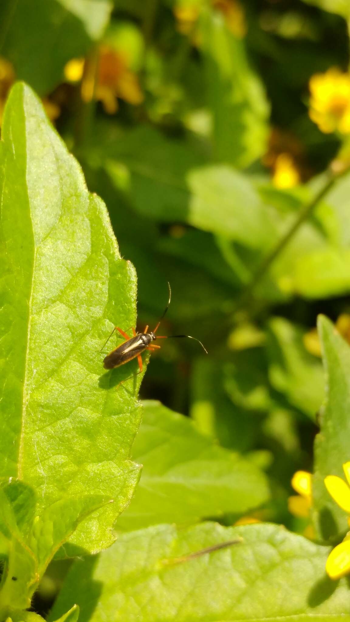 Image of Garganus albidivittis Stal 1862