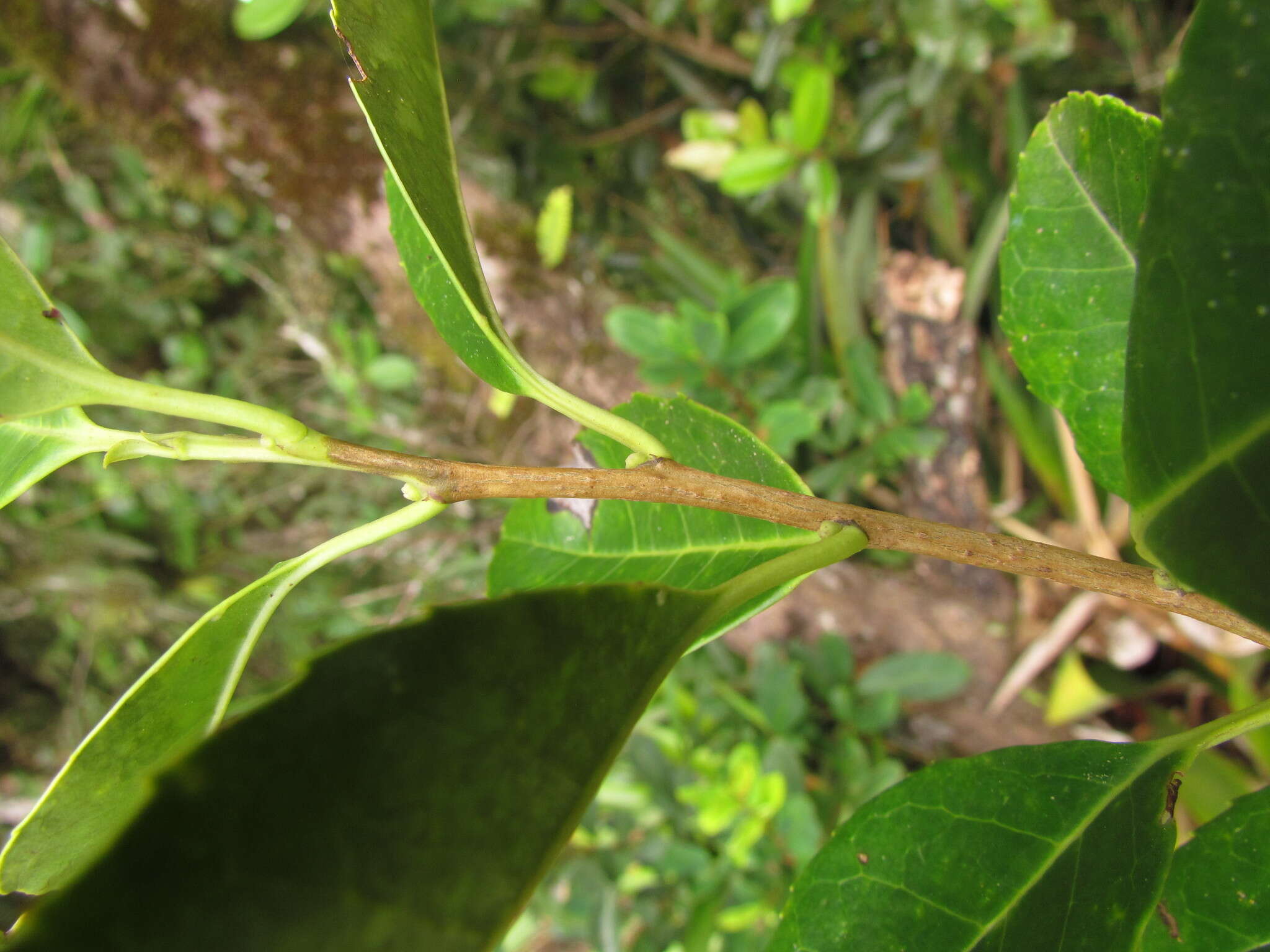 Image of Ilex brevicuspis Reiss.