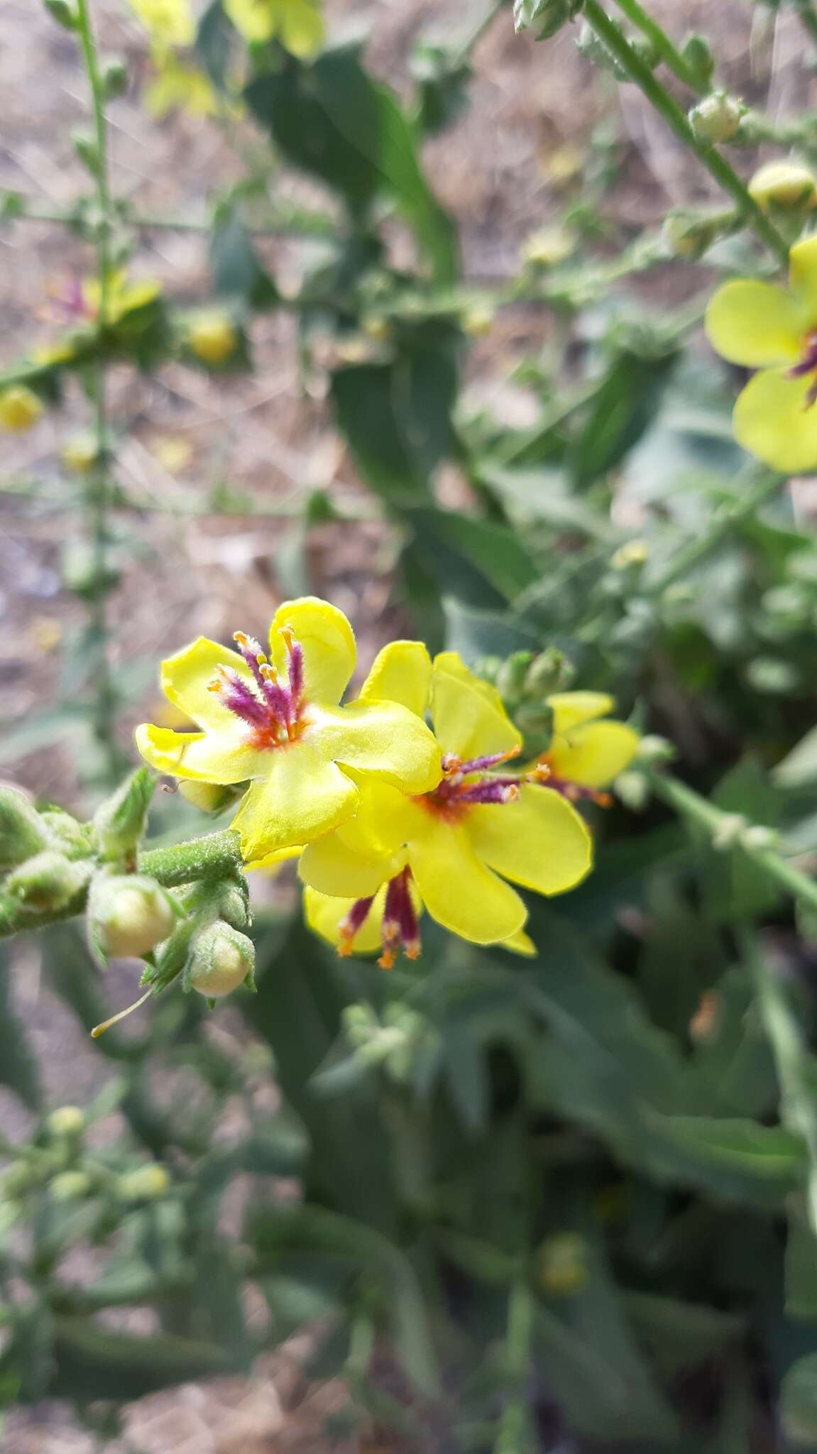 Image of wavyleaf mullein