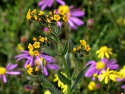 Image of Menzies' fiddleneck