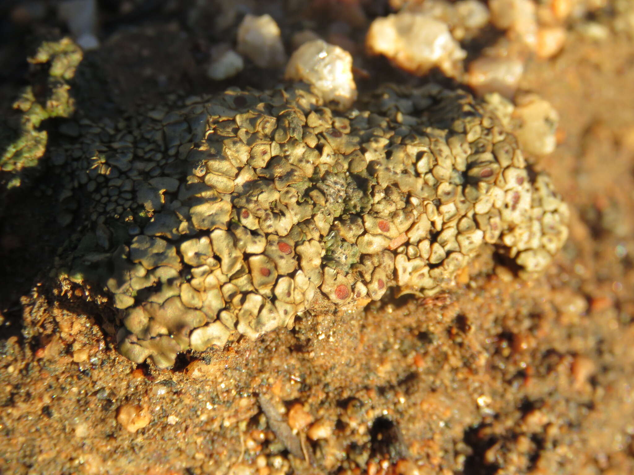 Image of Peltula patellata (Bagl.) Swinscow & Krog