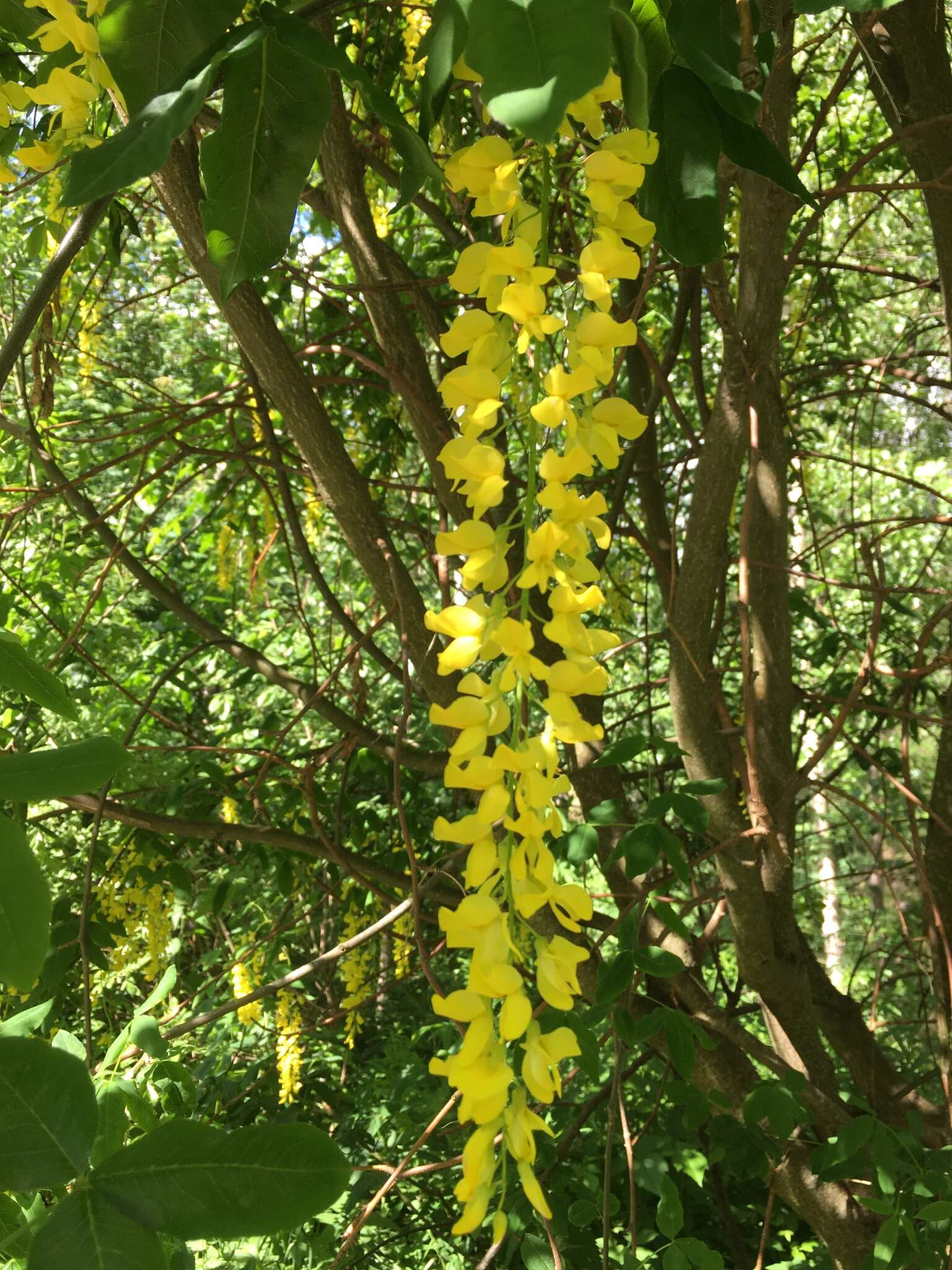 Plancia ëd Laburnum alpinum (Mill.) Bercht. & J. Presl