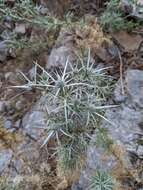 Image of Eryngium glomeratum Lam.