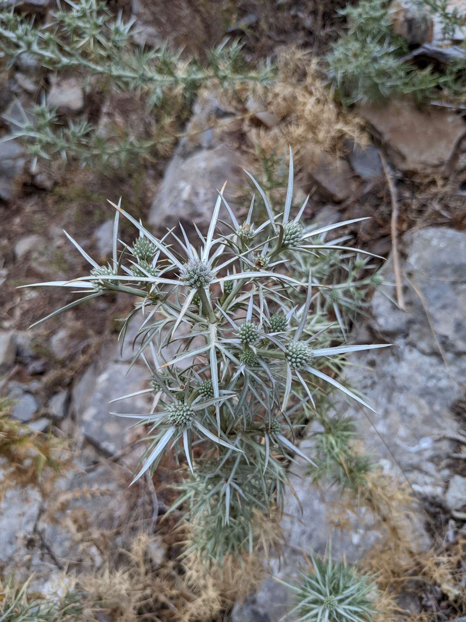 Image of Eryngium glomeratum Lam.