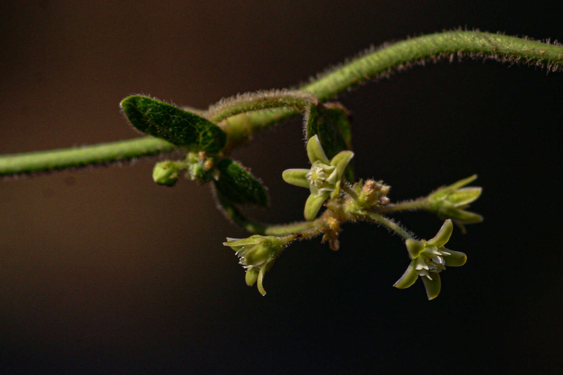 Image of Cynanchum schistoglossum Schltr.