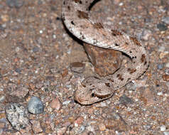 Image of Sidewinder Rattlesnake