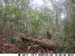 Image of Mandrill