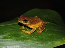 Plancia ëd Pseudophilautus asankai (Manamendra-Arachchi & Pethiyagoda 2005)