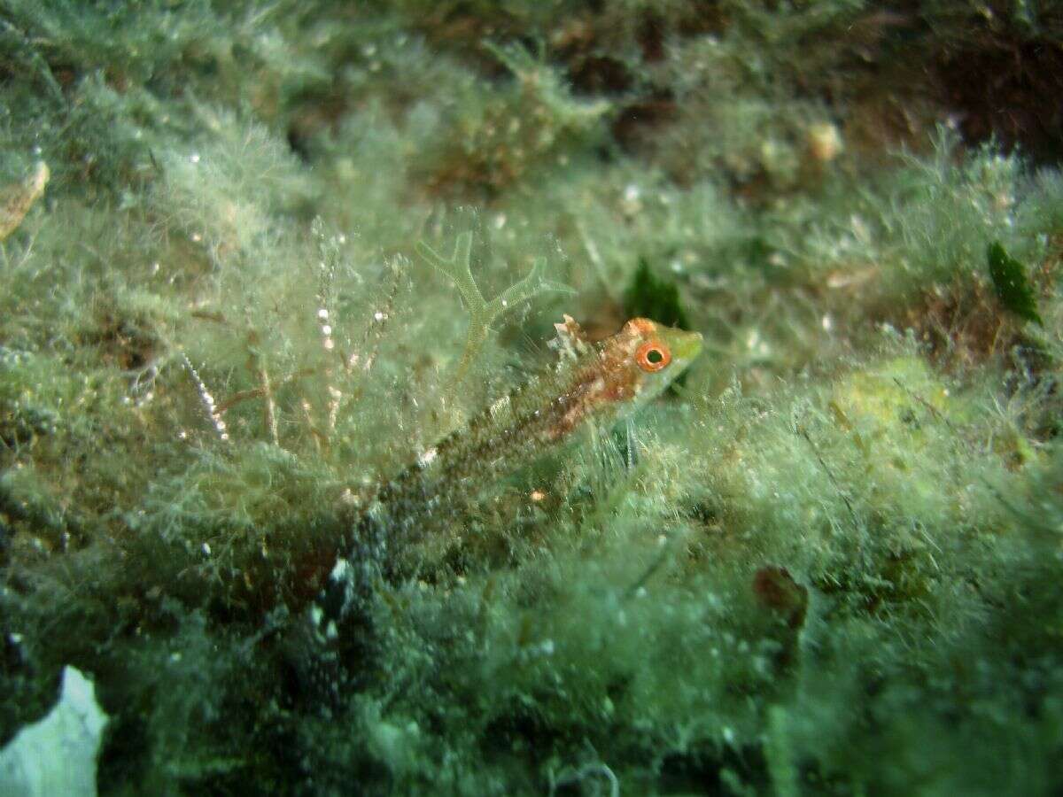 Image of Black-faced Blenny