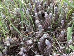 Слика од Petrosedum Grulich