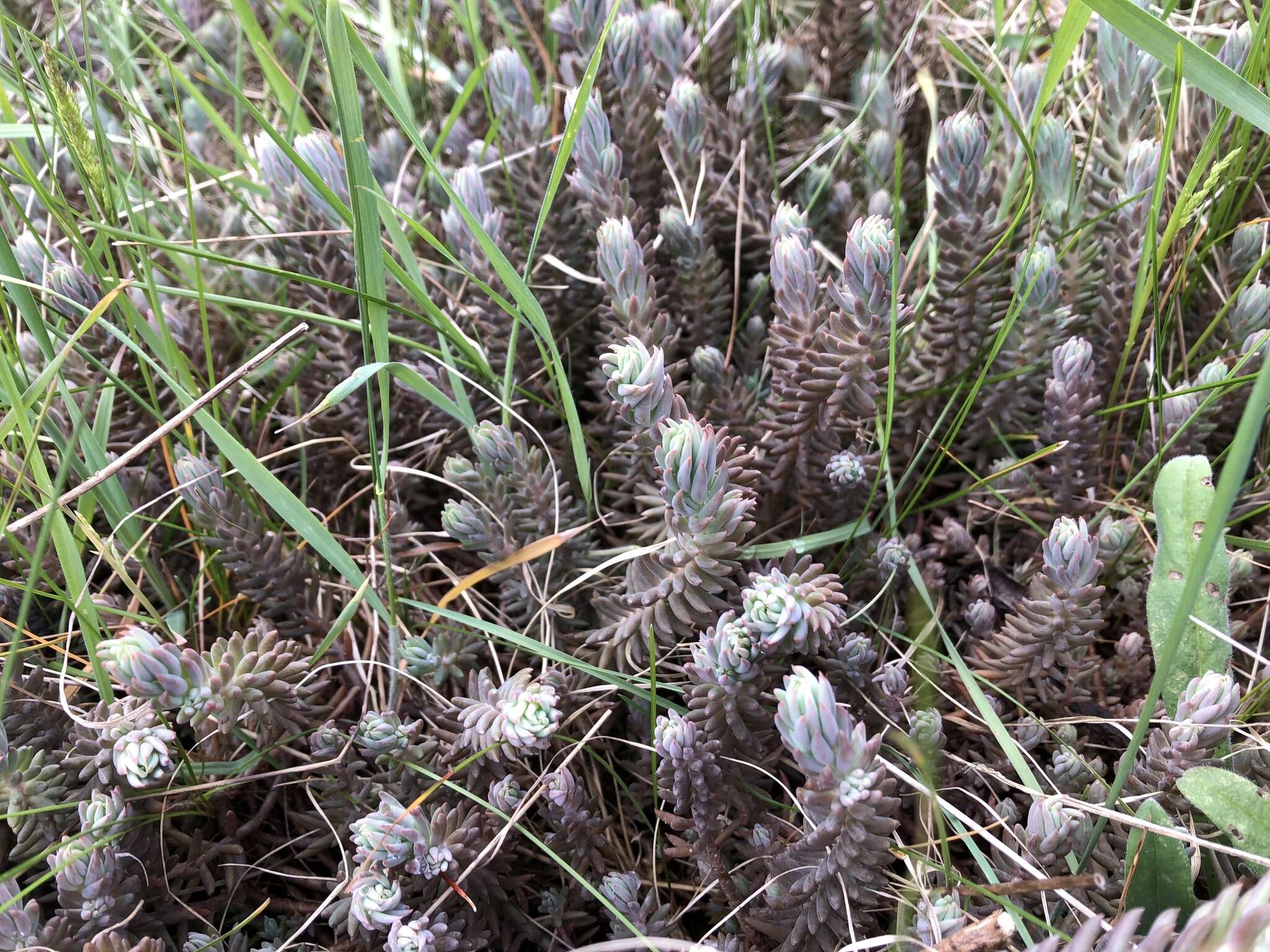 Слика од Petrosedum Grulich