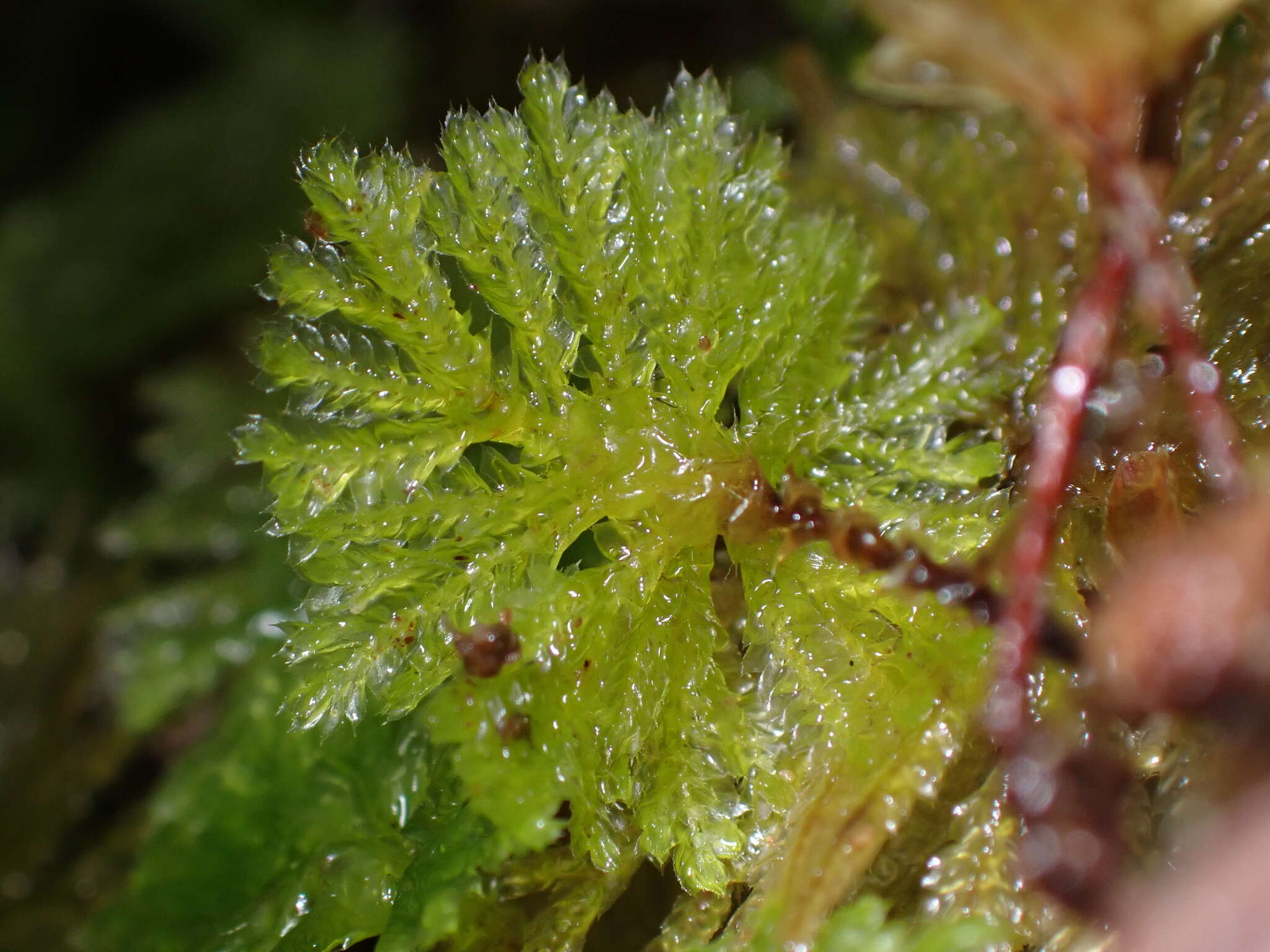 Image of Canalohypopterygium tamariscinum Kruijer 1995