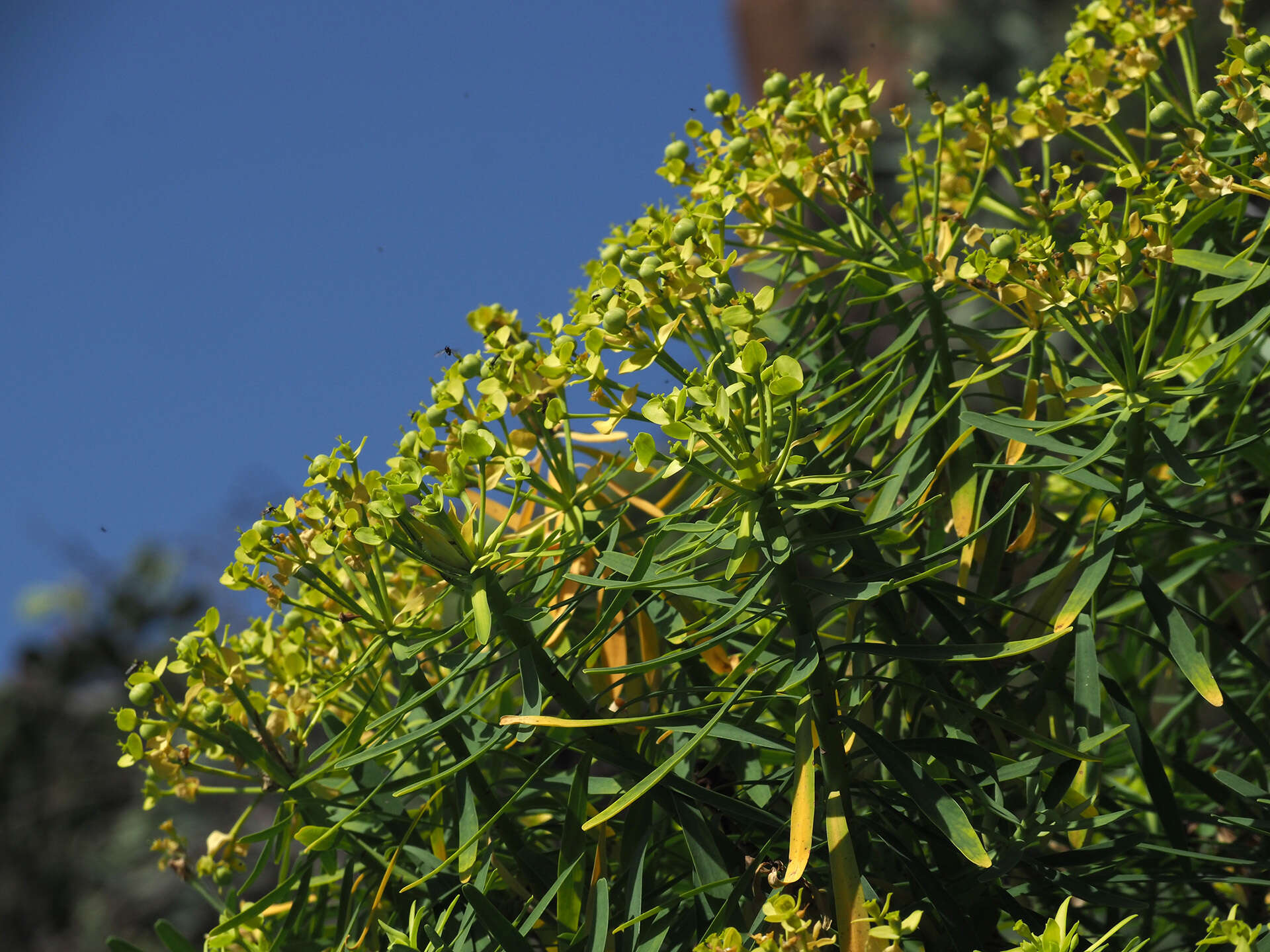 Image de Euphorbia regis-jubae J. Gay