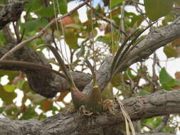 Image of Encyclia trachycarpa (Lindl.) Schltr.