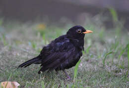 Turdus merula azorensis Hartert 1905的圖片