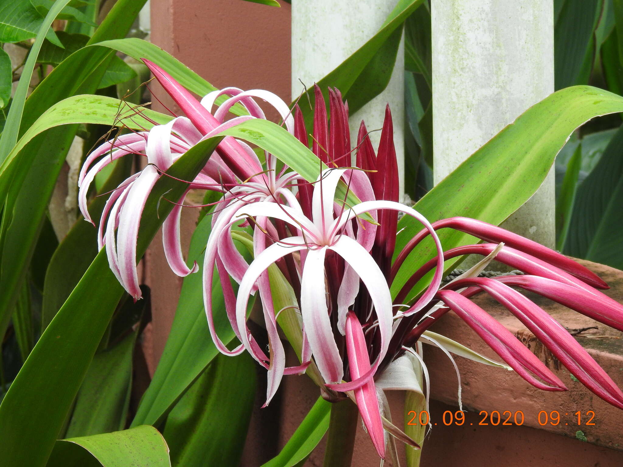 Image of Crinum amabile Donn ex Ker Gawl.