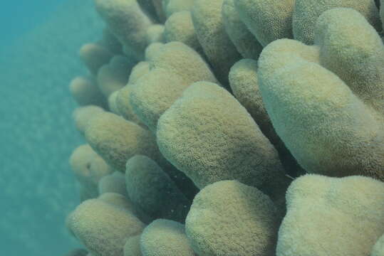 Image of Encrusting Sandpaper Coral