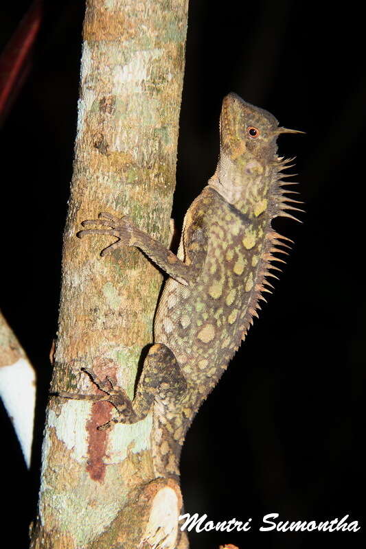 Image of armored pricklenape