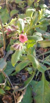 Plancia ëd Pulmonaria rubra Schott