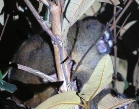 Image of Colombian Night Monkey