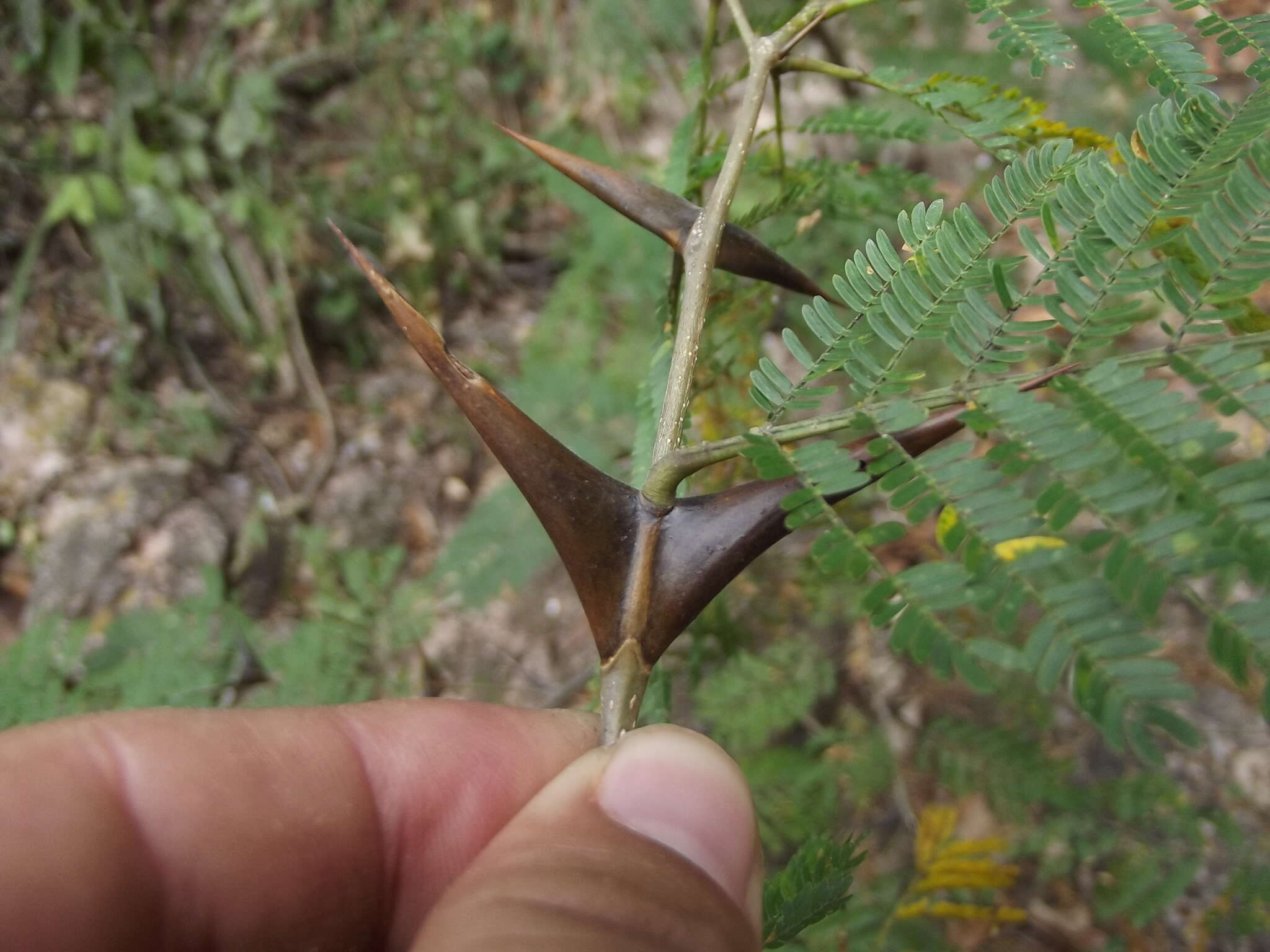 Image of Vachellia hindsii (Benth.) Seigler & Ebinger