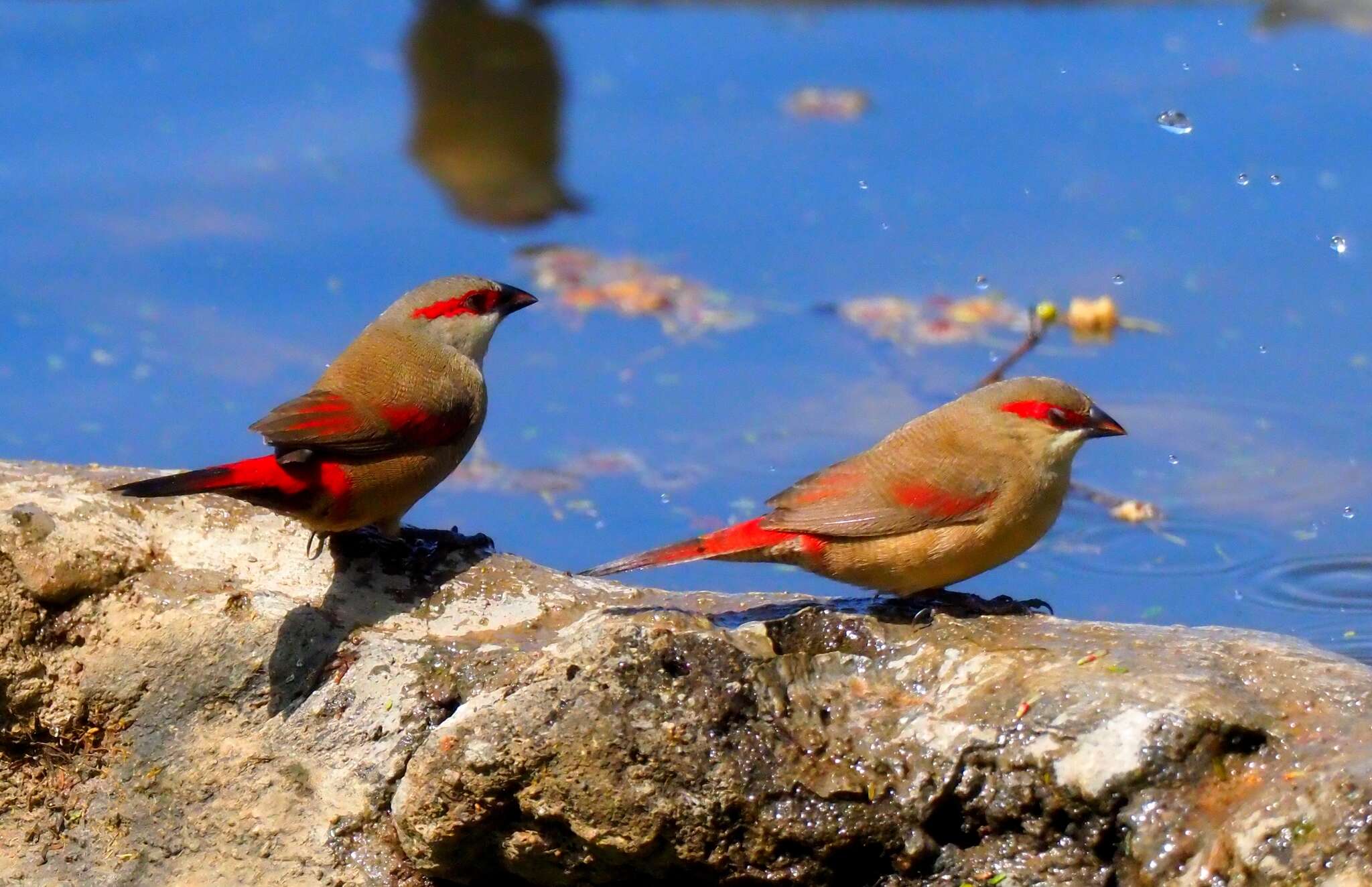 Image of Crimson-rumped Waxbill