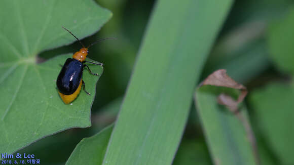 Image of <i>Aulacophora nigripennis</i>